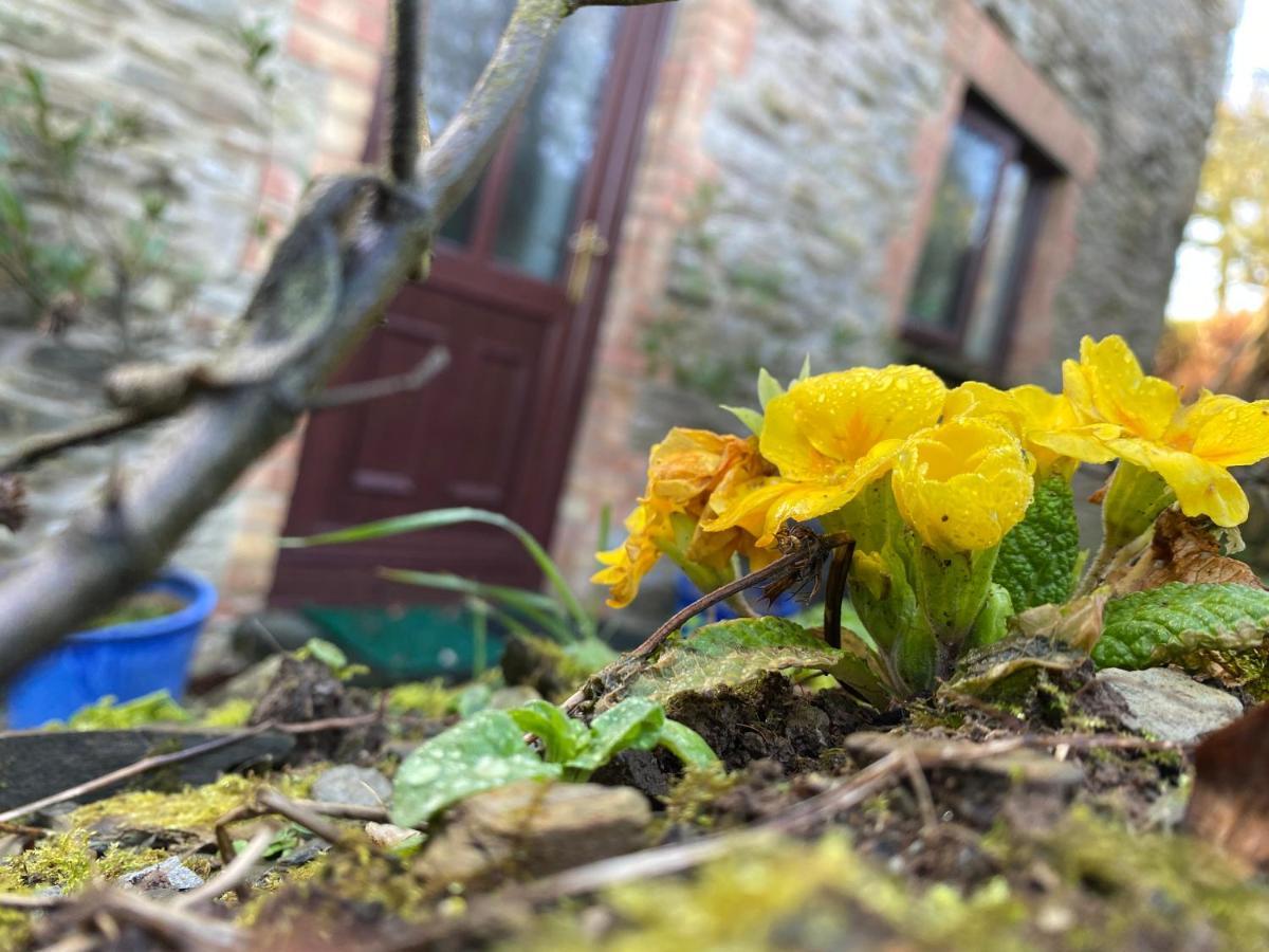 בוסקאסל Polrunny Farm Blackberry Cottage - Cornwall Bliss In Sight Of The Sea מראה חיצוני תמונה