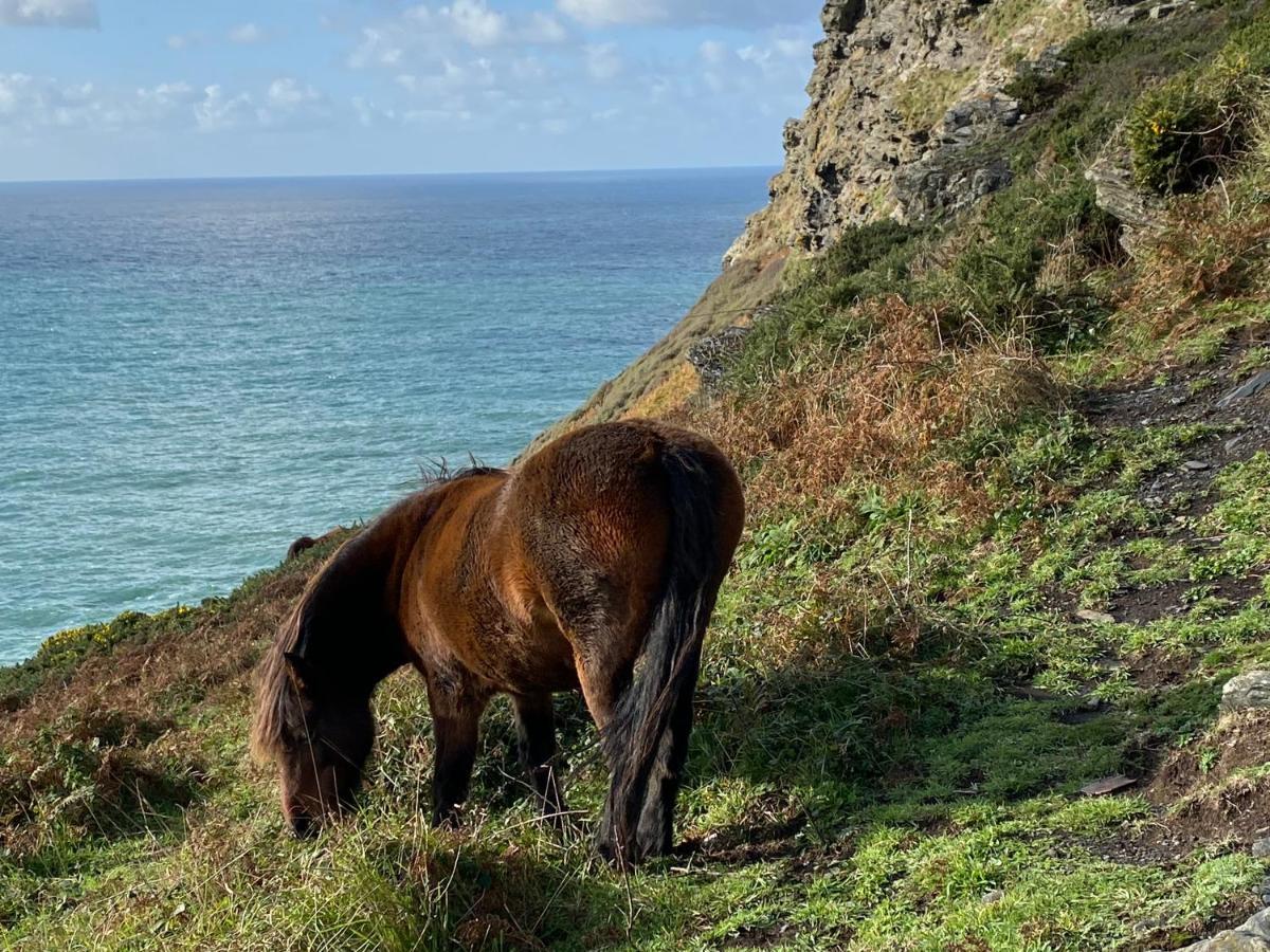 בוסקאסל Polrunny Farm Blackberry Cottage - Cornwall Bliss In Sight Of The Sea מראה חיצוני תמונה